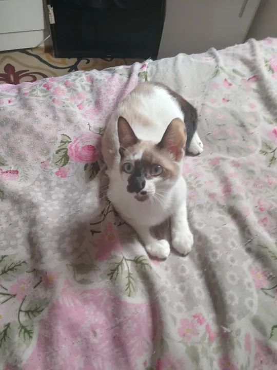 Gato siamês com angora pura raça e macho estou doando