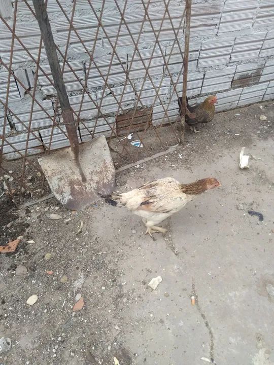 Galinhas caipiras - Foto 3