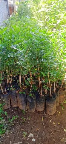 Mudas de murta grande - Foto 3