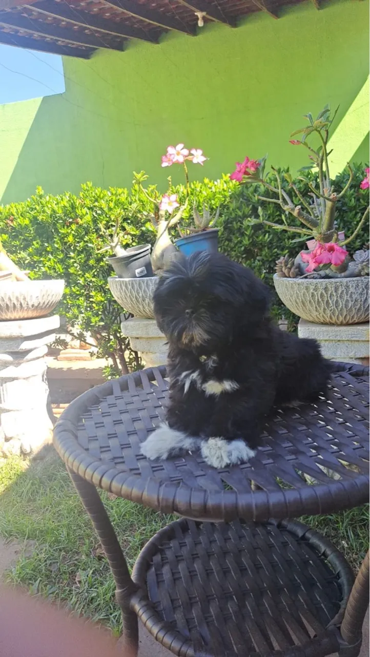 Filhote Shih Tzu para Venda
