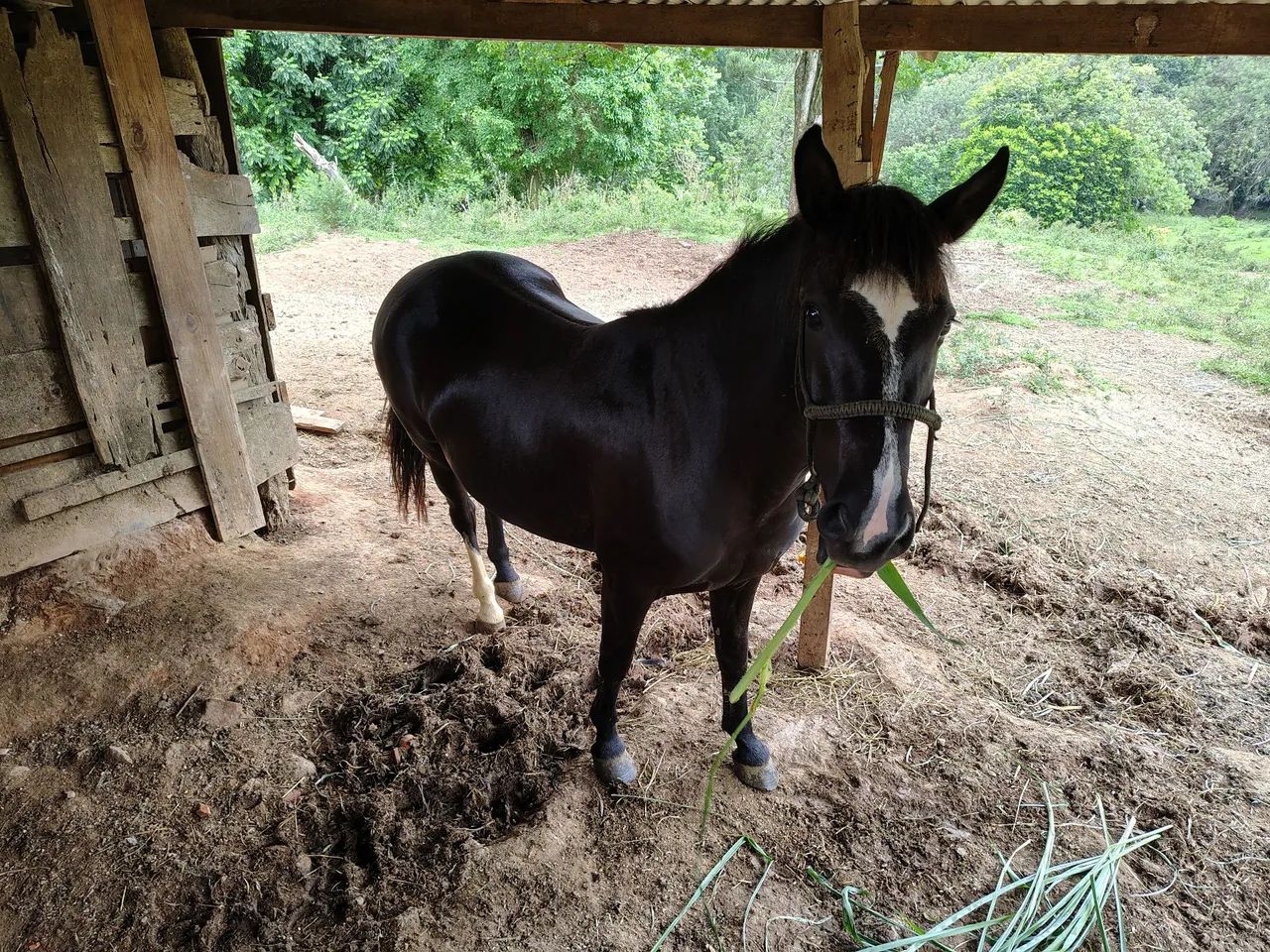 Égua mansa - Foto 5