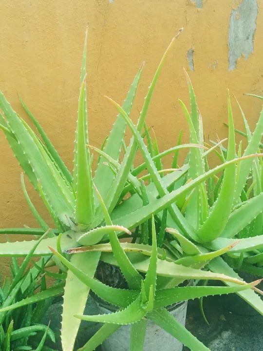 Mudas de Aloe Vera Babosa - Foto 3