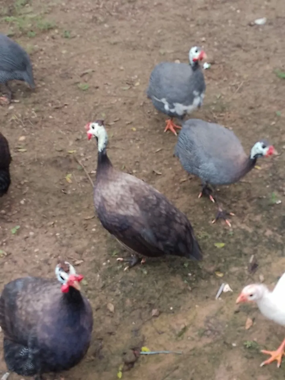 Aves para granja - Pintadas