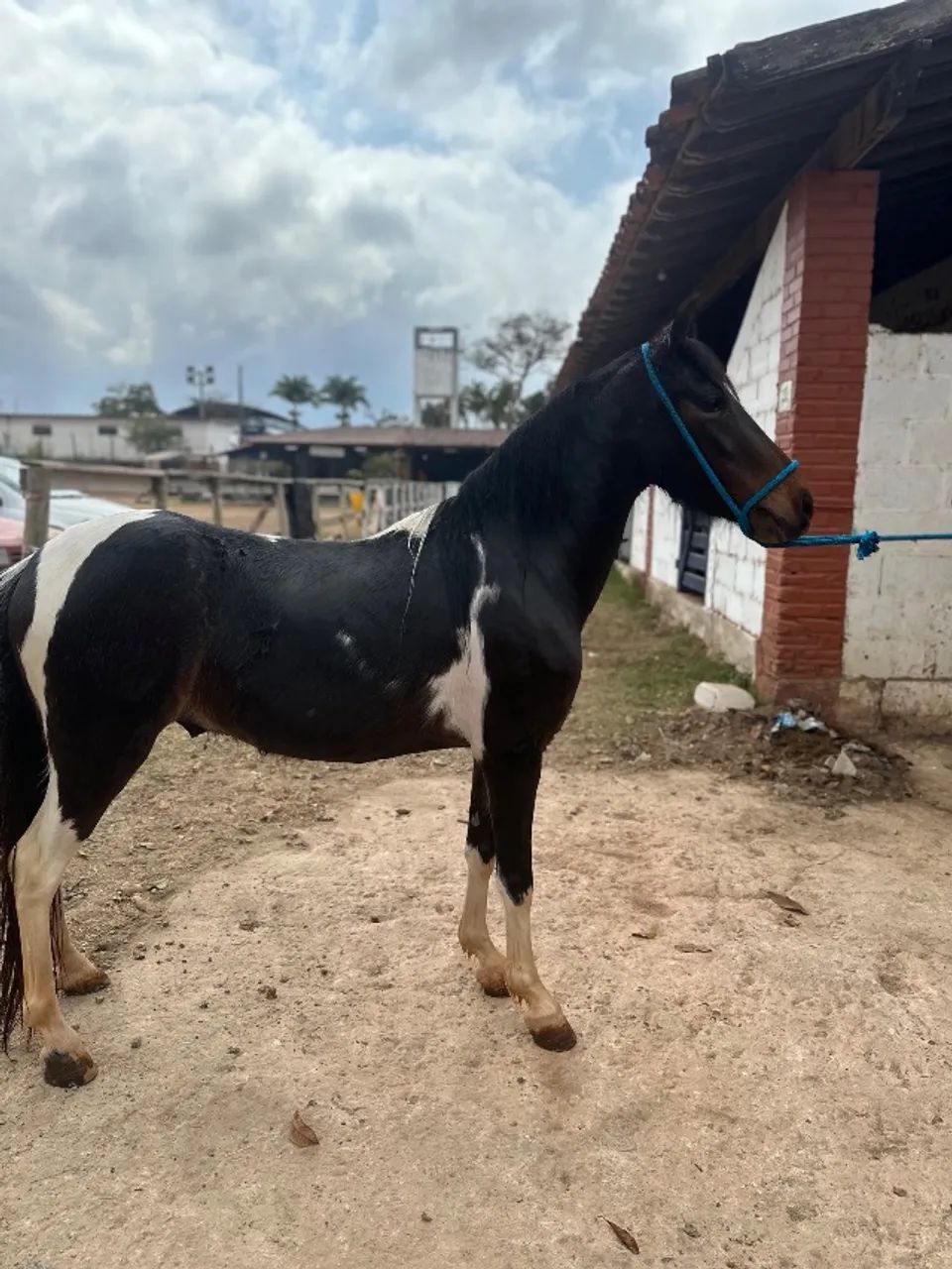 Piquira pampa de preto castrado novinho  - Foto 3