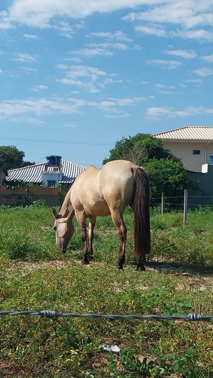 Égua Crioula Baia Gateada - Mansa p/ Crianças, Lida e Laço Comprido  - Foto 3
