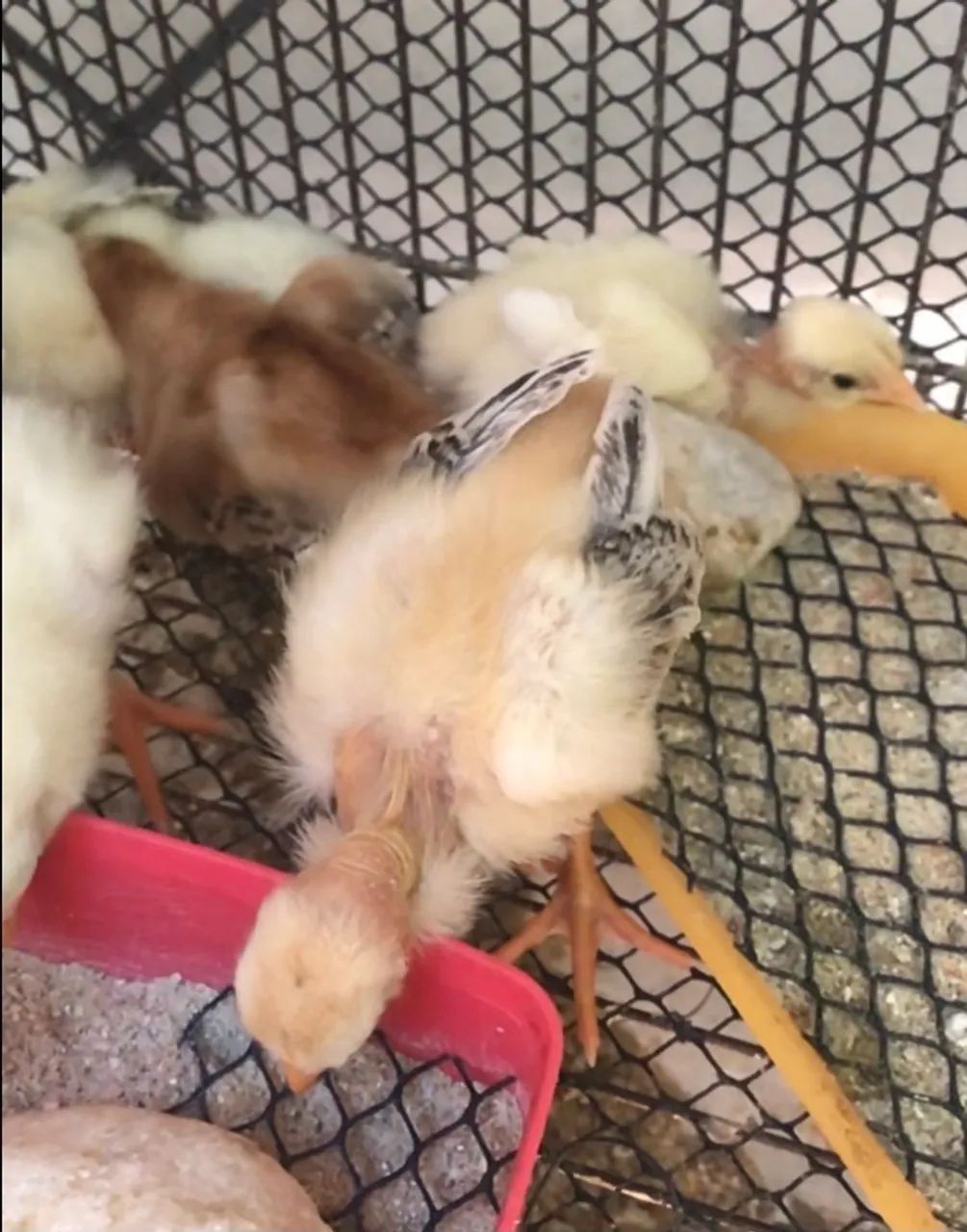 Pintos Mestiços Índio X Caipira. - Foto 2