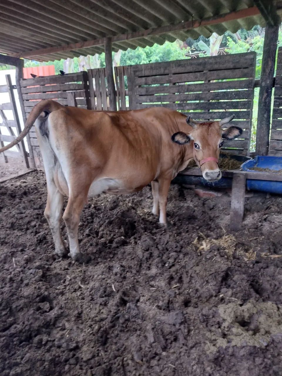 Vacas Jersey  - Foto 4