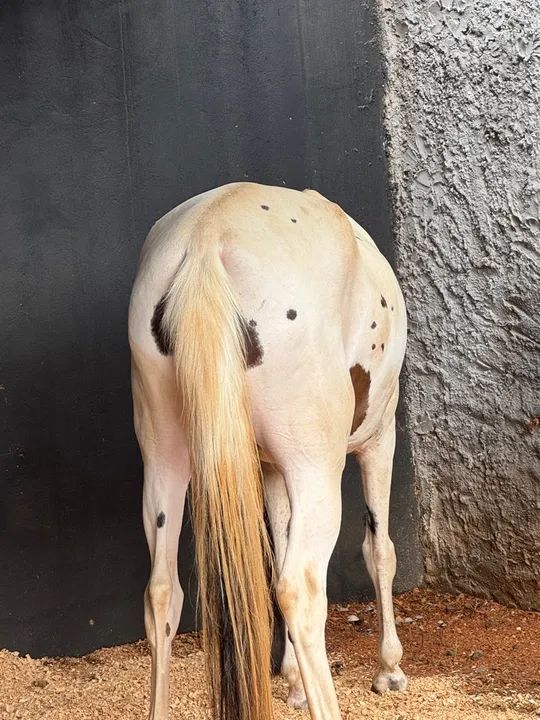 Égua pampa homozigoto  - Foto 4