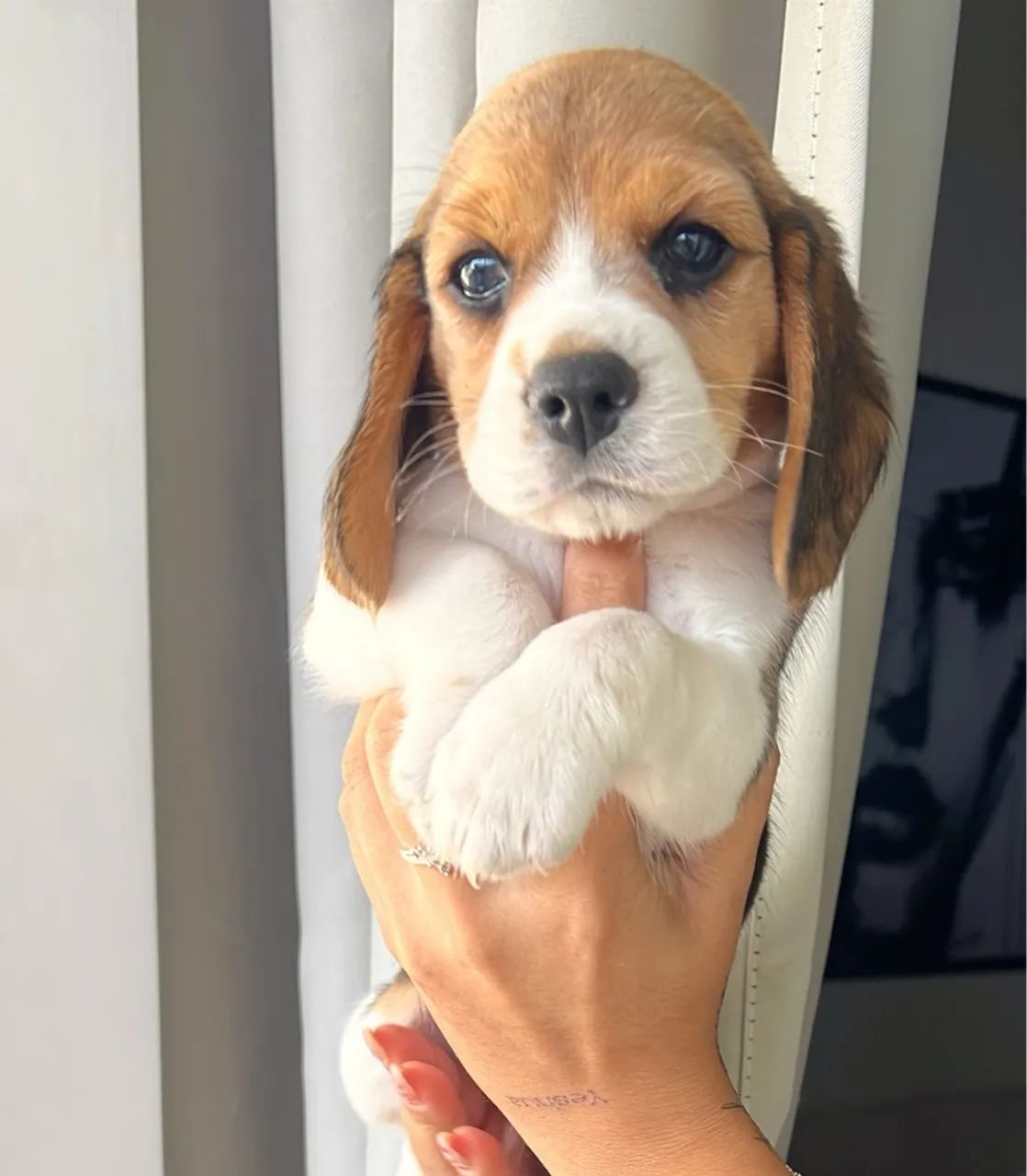 Filhote Beagle