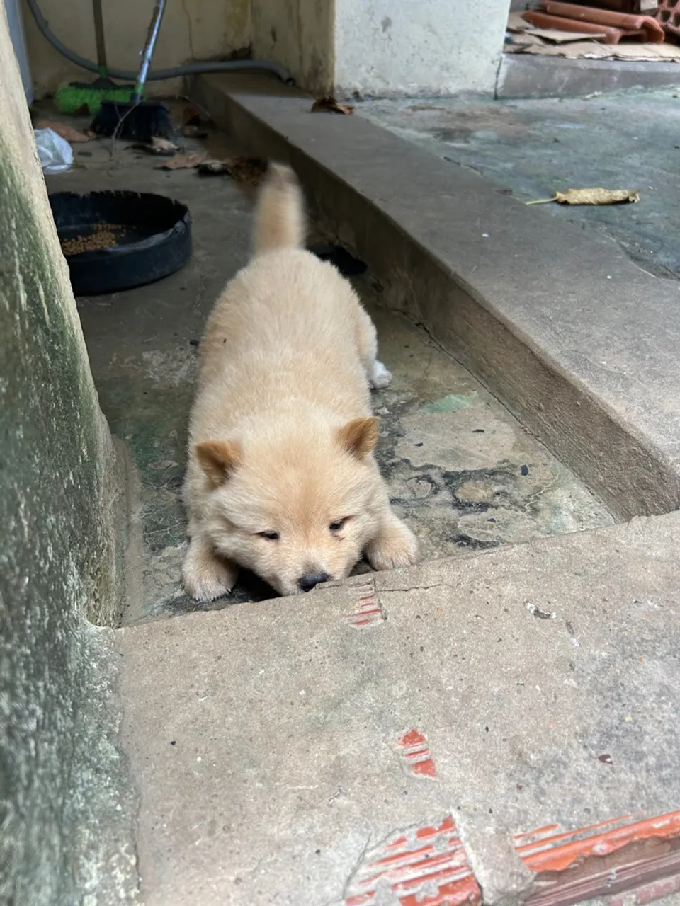 Filhote de Chow-Chow faço os três por 1600