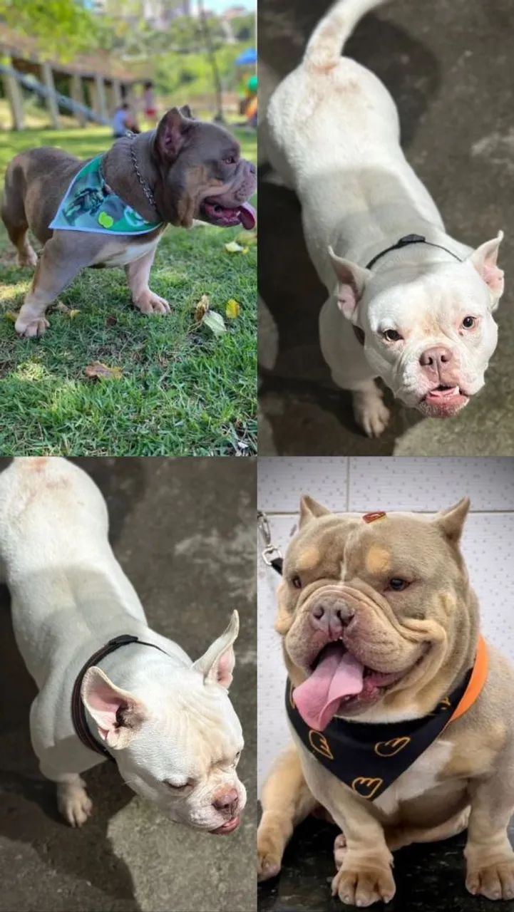 Pitbull Micro Bully - Foto 2