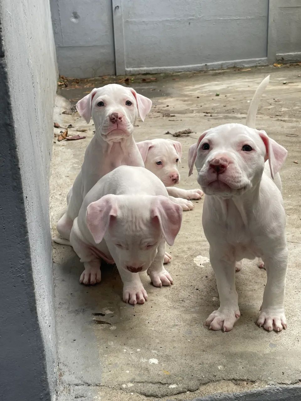 Filhotes de American Pitbull Terrier - Foto 3