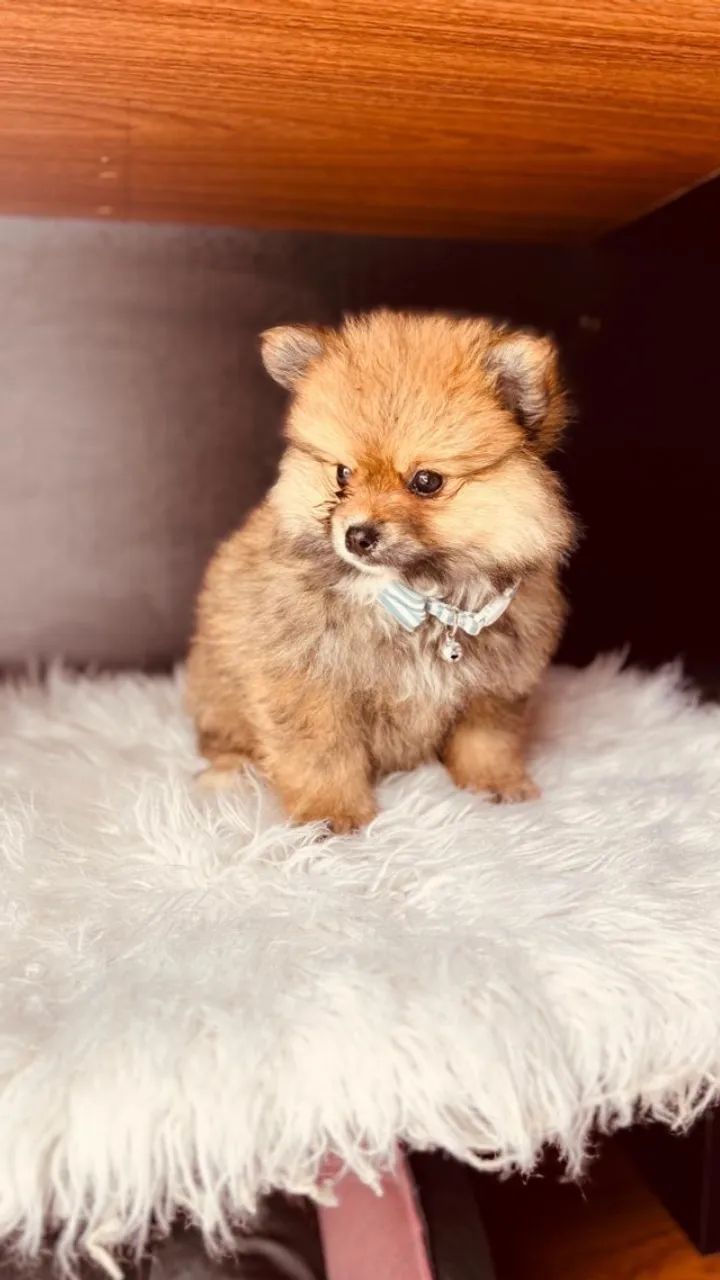 Lindos filhotes de Spitz alemão anao ! - Foto 3