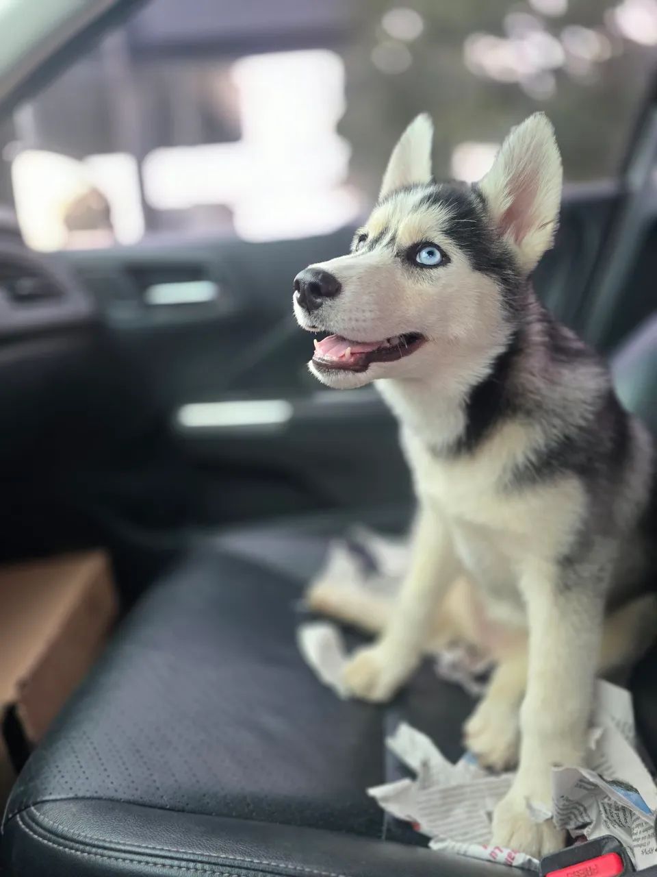 Husky Siberiano top