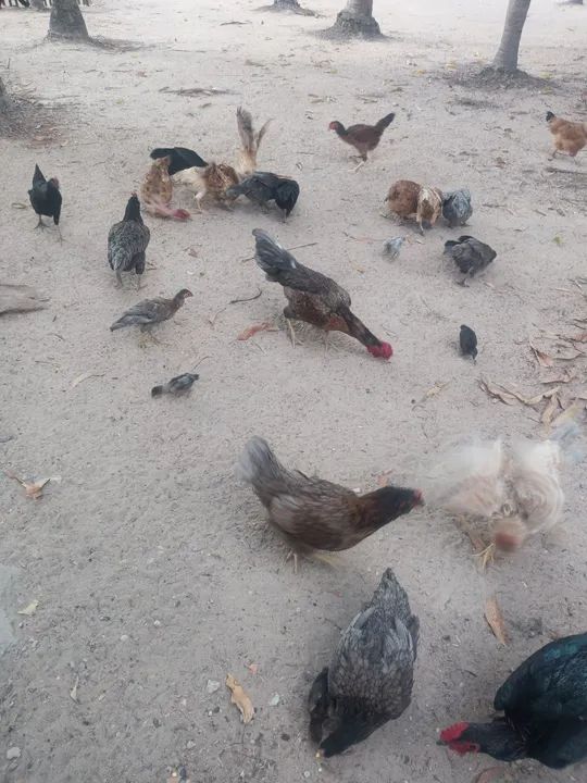 Galinhas e galos para venda - Foto 2