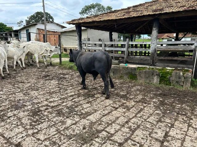 gado nelore e angus - Foto 3