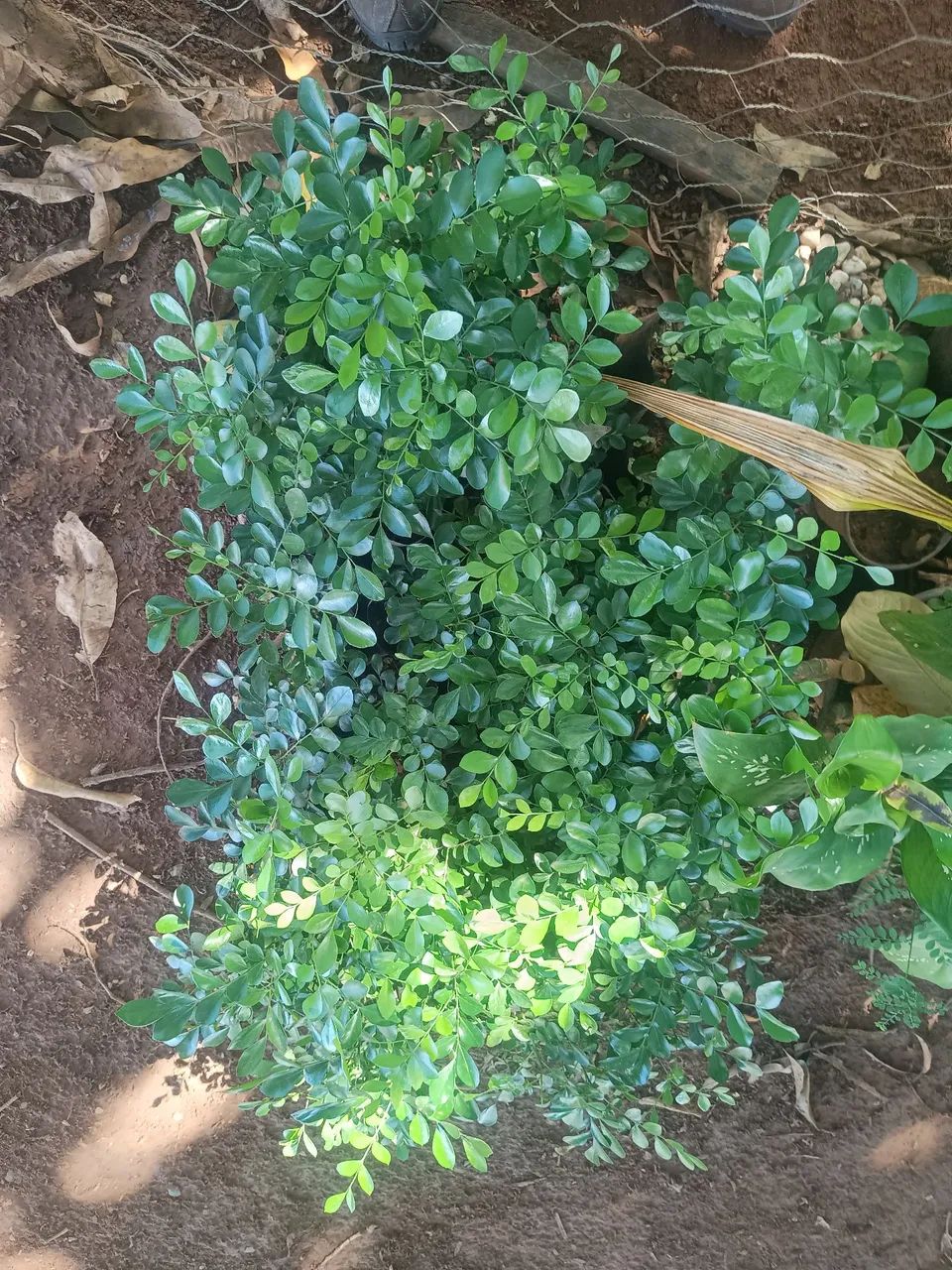 Murta pra cerca viva 