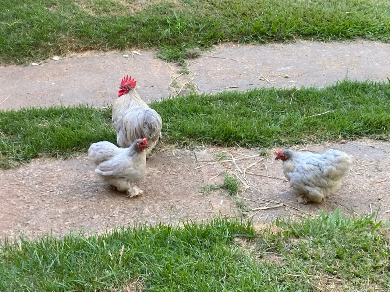 Casal de Galinha da Raça Mine Cochin Lavanda - Foto 2