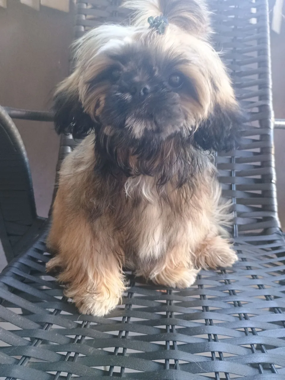Shih Tzu macho