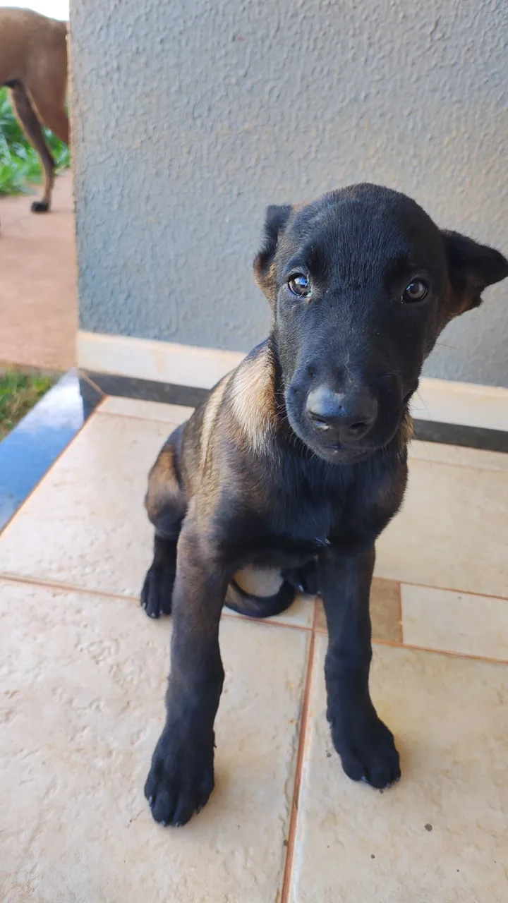 Filhotes de Pastor Belga Malinois