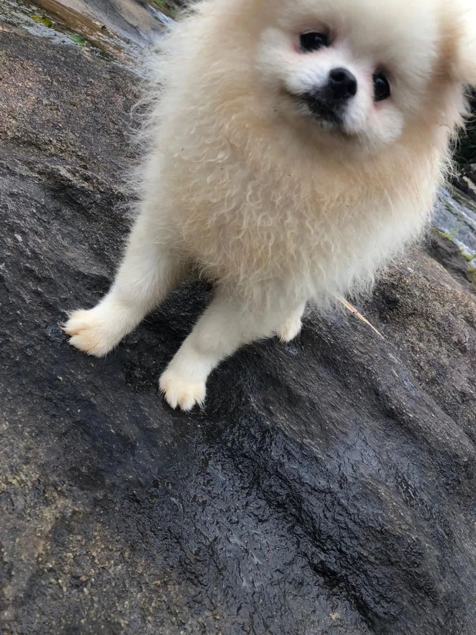 Spitz alemão - Foto 2