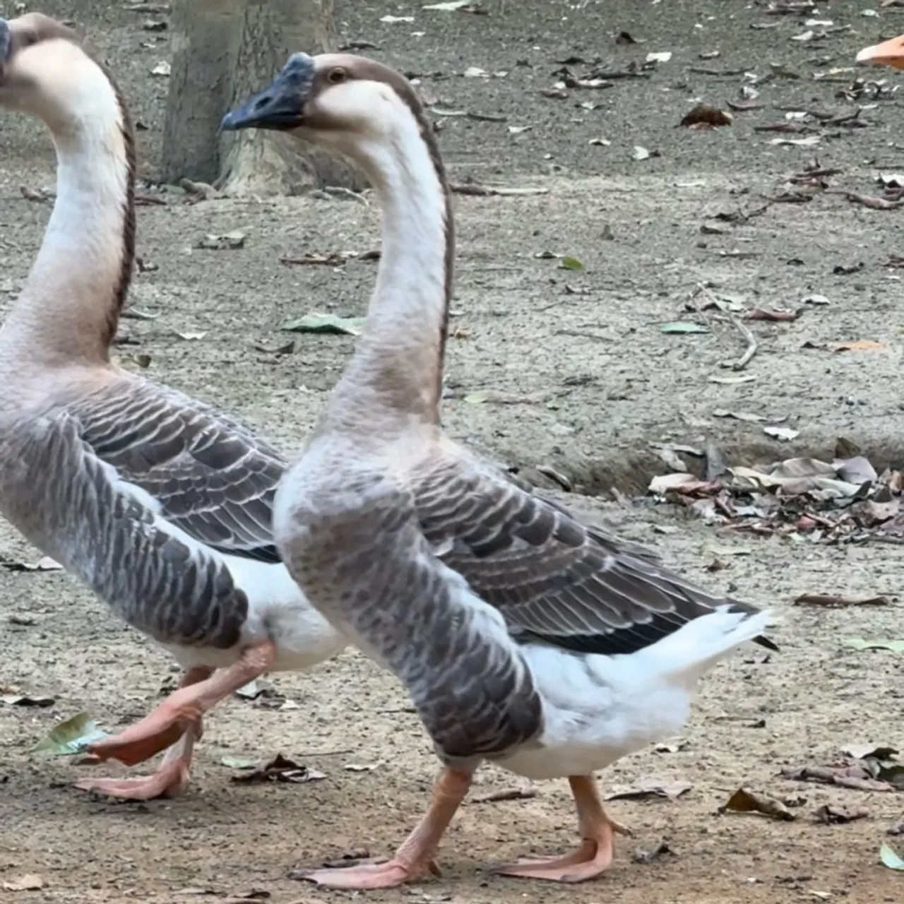 Gansos Lindos e Saudáveis