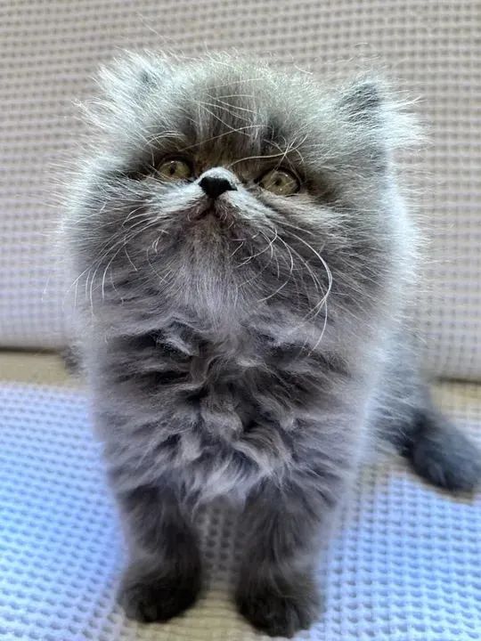 Persa Bolinhas de Pelo  - Foto 4