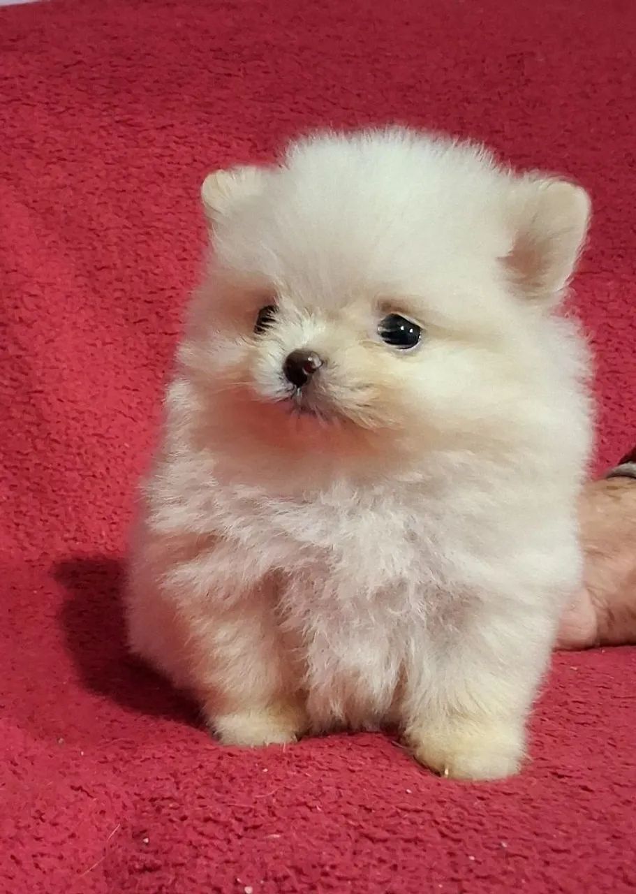 Lulu da Pomerânia Anão