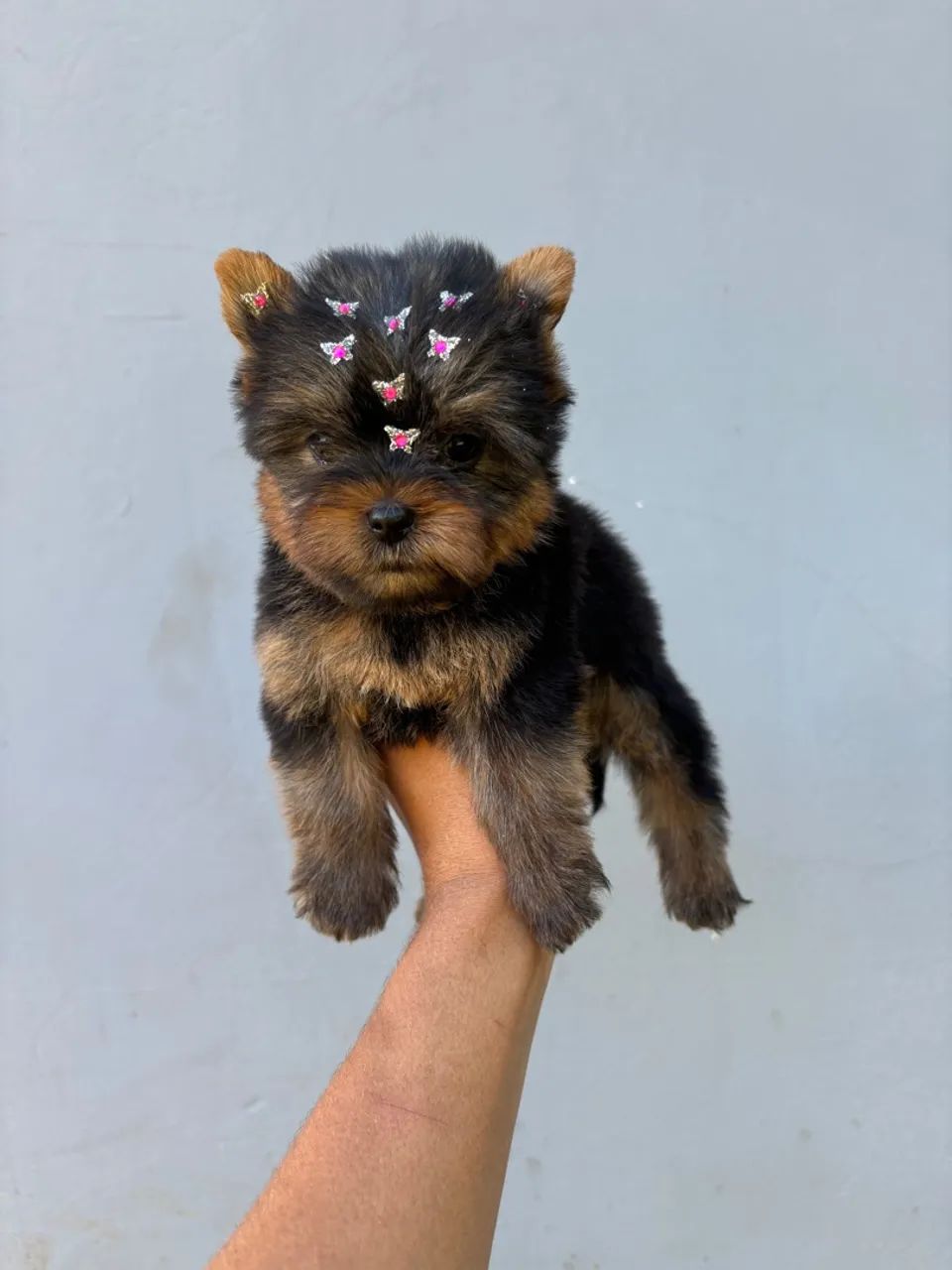 Vendo yorkshire Micro  - Foto 3