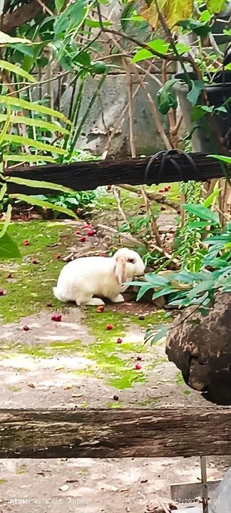Casal de Coelhos Mini Lop - Foto 3