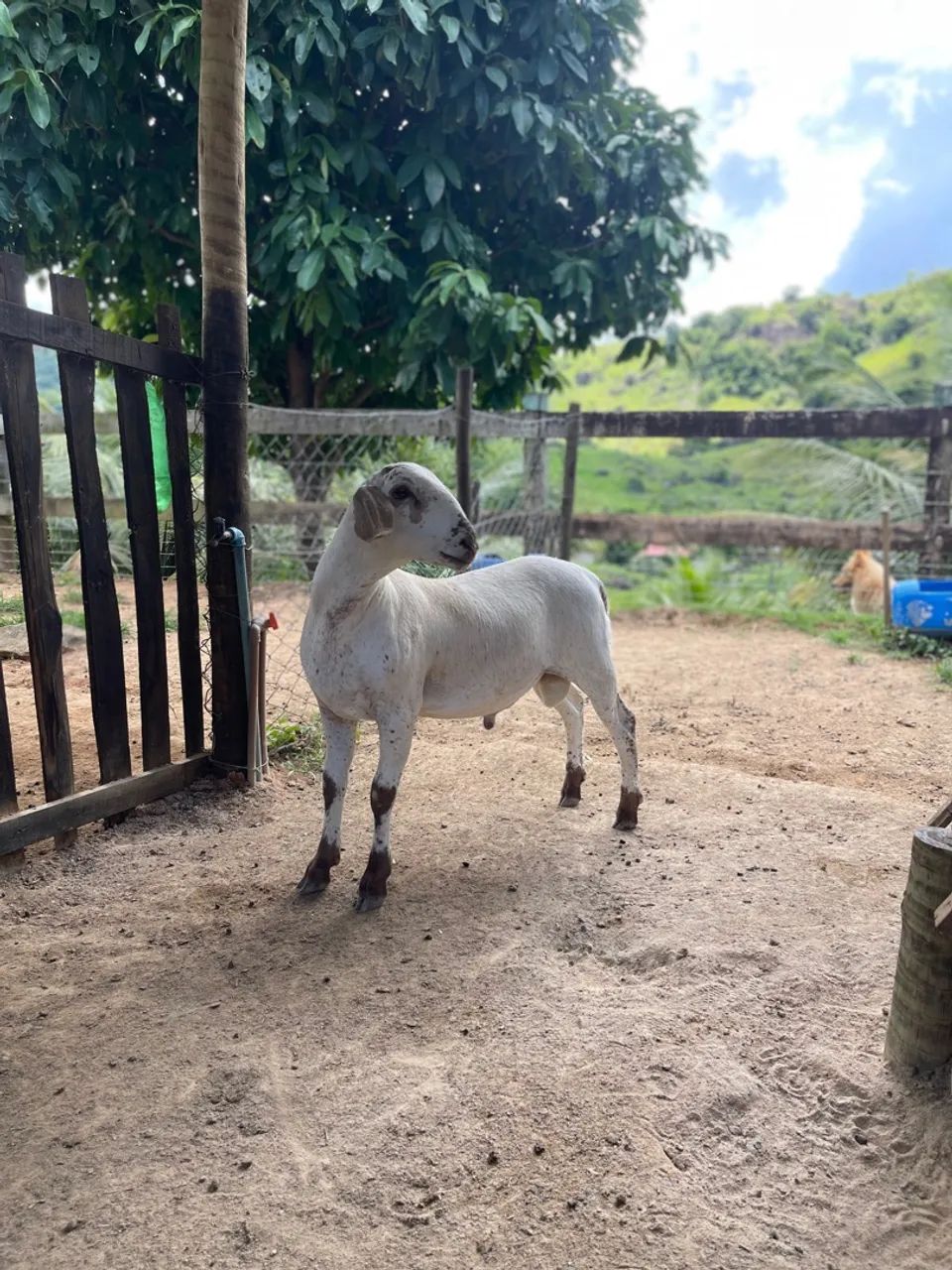 Carneiro de Alta Qualidade à Venda - Oportunidade Única! ? - Foto 2