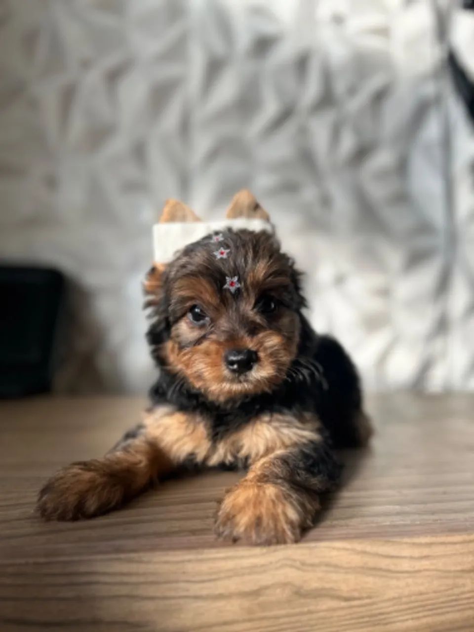 Yorkshire terrier fêmea 