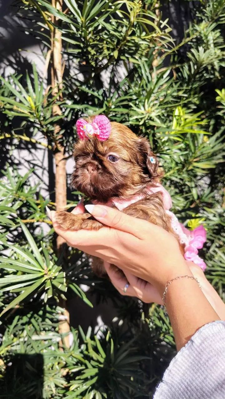 Mini shihtzu fêmea chocolate olhos azuis  - Foto 2