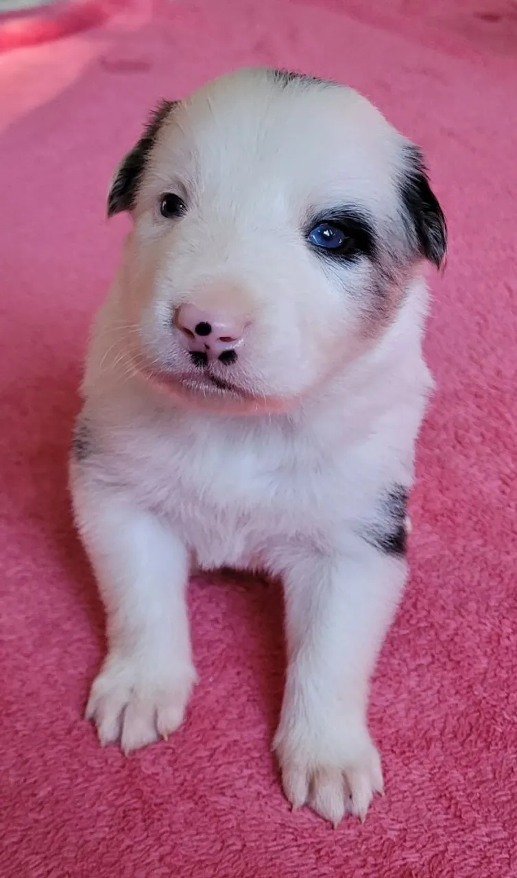 FILHOTES DE BORDER COLLIE COM PEDIGREE CBKC