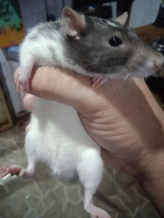 Filhotes de Twister - Foto 2