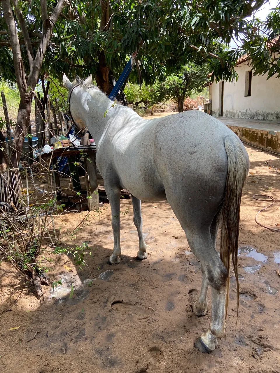 Cavalo de passeio  - Foto 2