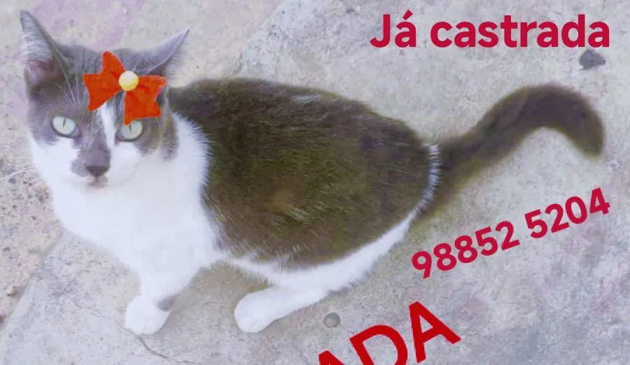 GATAS CASTRADAS  - Foto 2