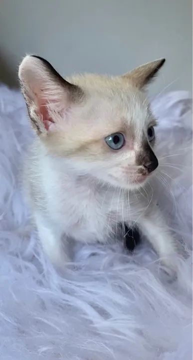 Gato filhote macho 2 meses - Foto 2