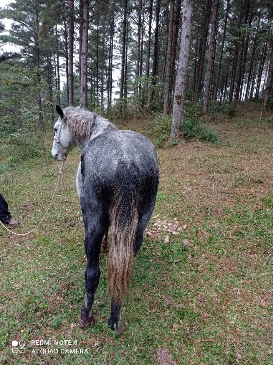 Potro campeiro com campolina. - Foto 3
