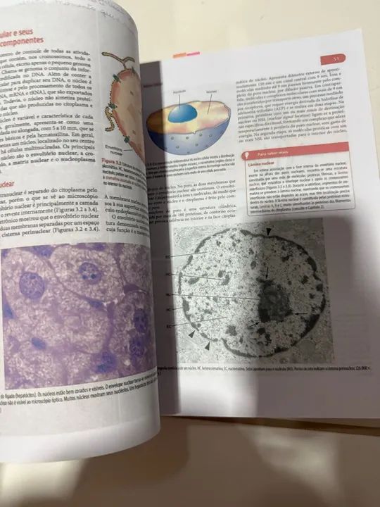 Histologia Básica - 12ª edição - Junqueira & Carneiro - Foto 3