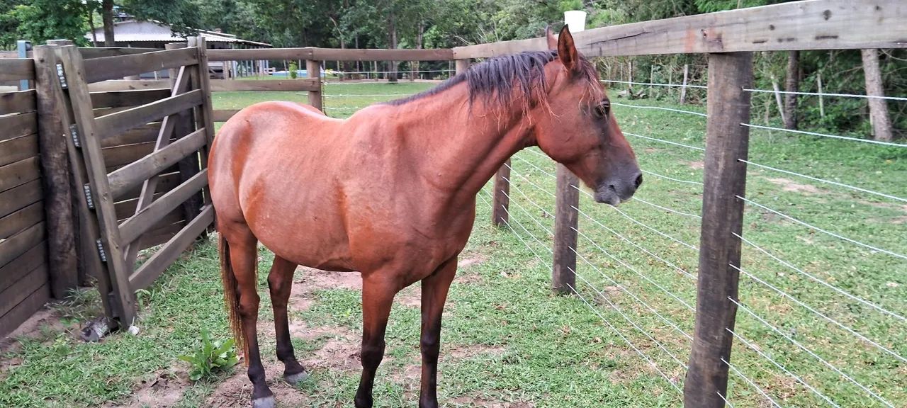 Cavalo Quarto de Milha 