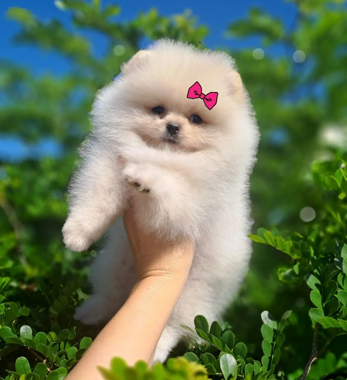 Ursinhos Creme Minúsculos Lulu da Pomerânia 