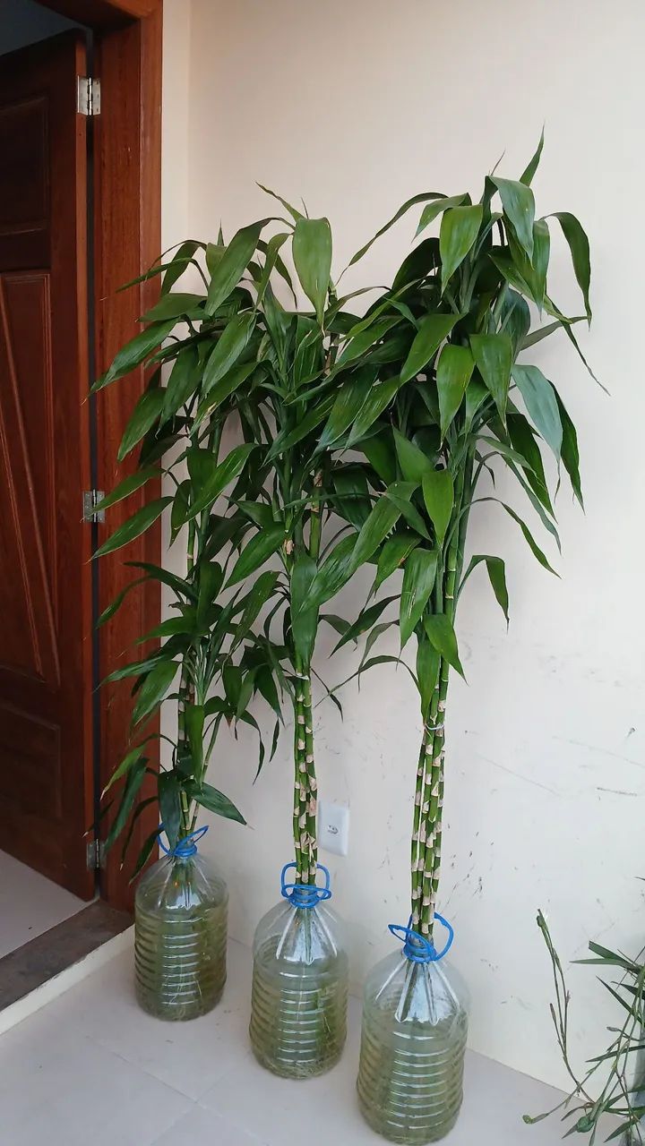 Bambu da sorte - Foto 5