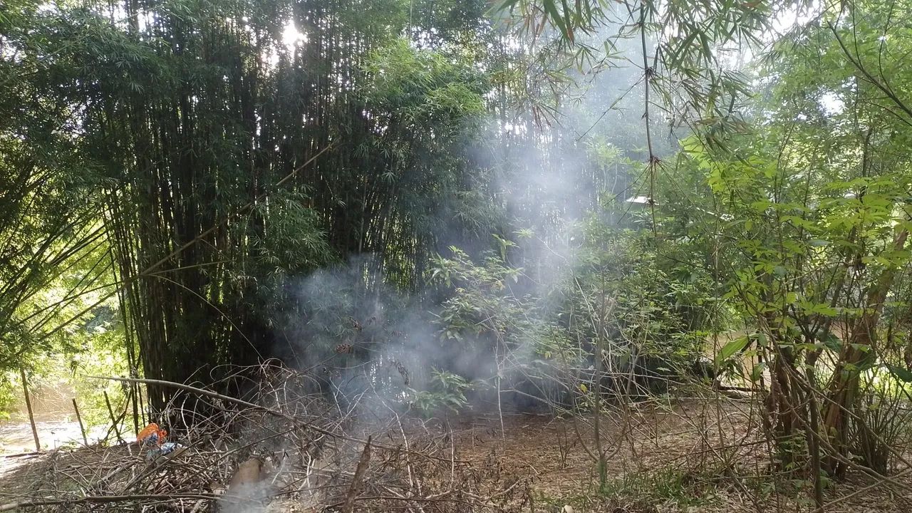Doação de bambú  - Foto 5