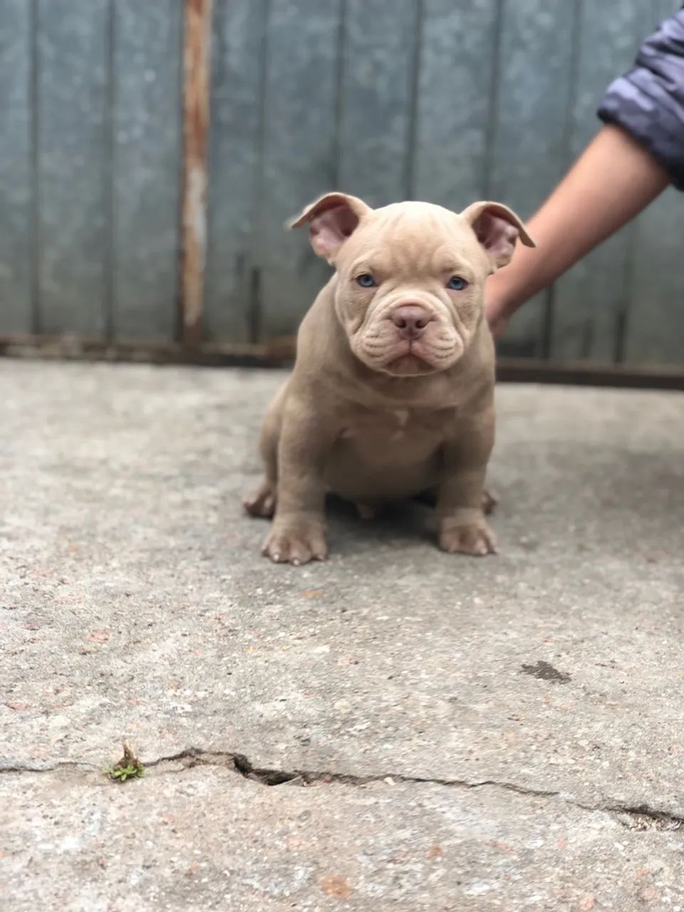 American bully micro