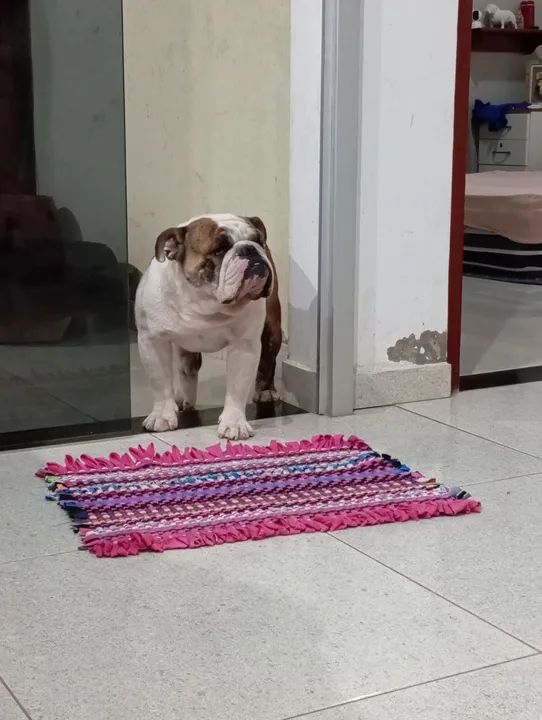 Cobertura Bulldog Inglês