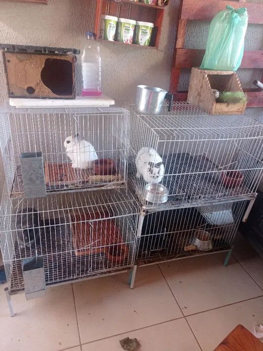 Vendo criação de mini coelho Netherland 