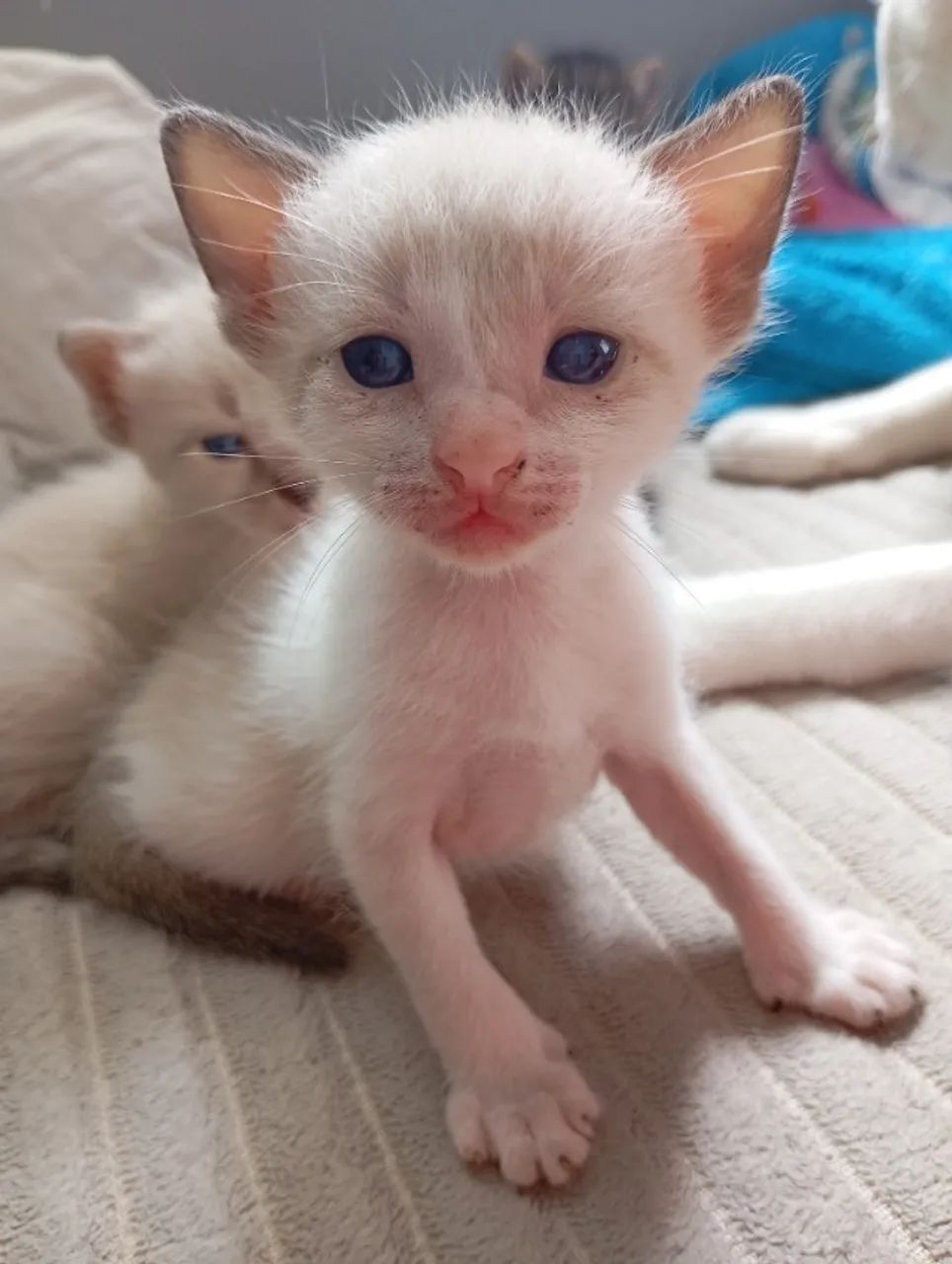 Adoção responsável! - Foto 6