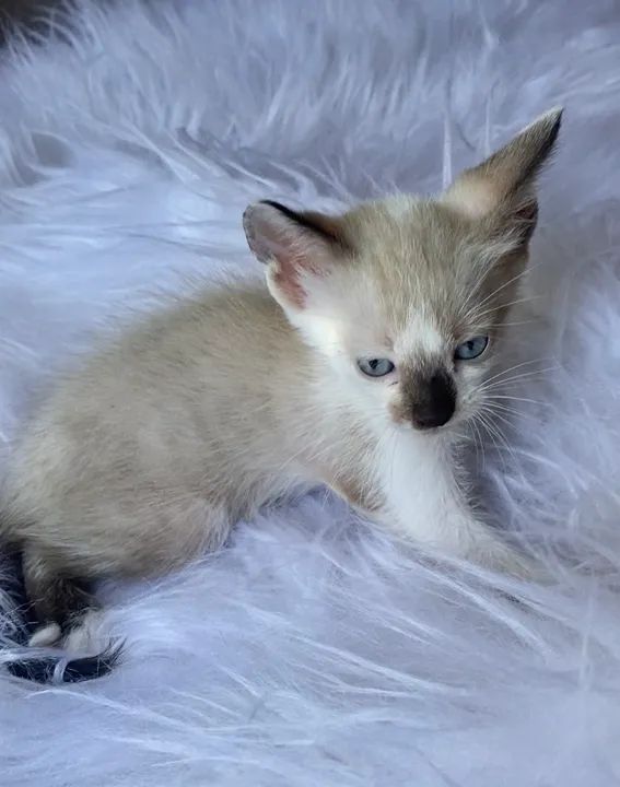 Gato filhote macho 2 meses - Foto 4