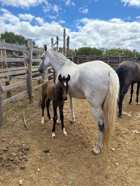 Potro filho do gato da pedra ferrada - Foto 3